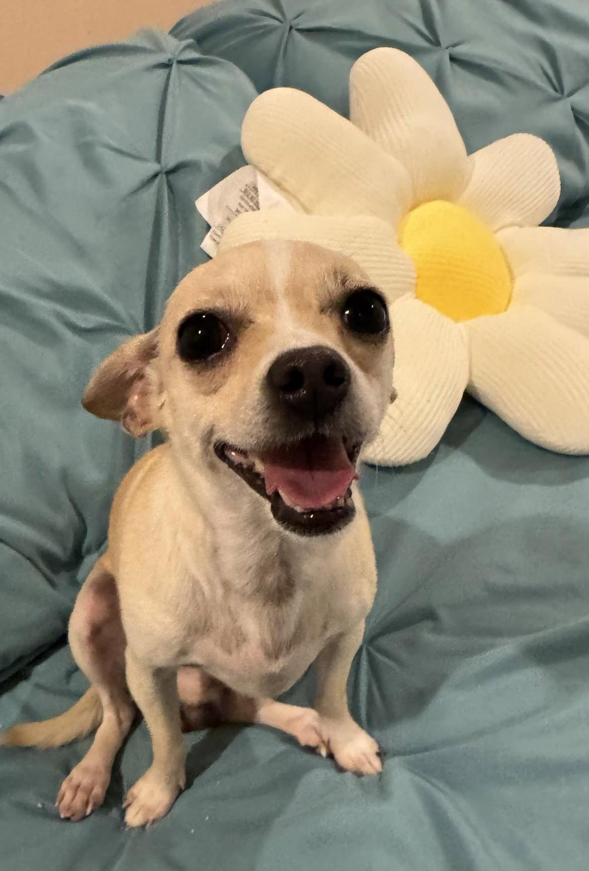 Kane, a Adoptable Chihuahua in Tonawanda, NY image 3/3