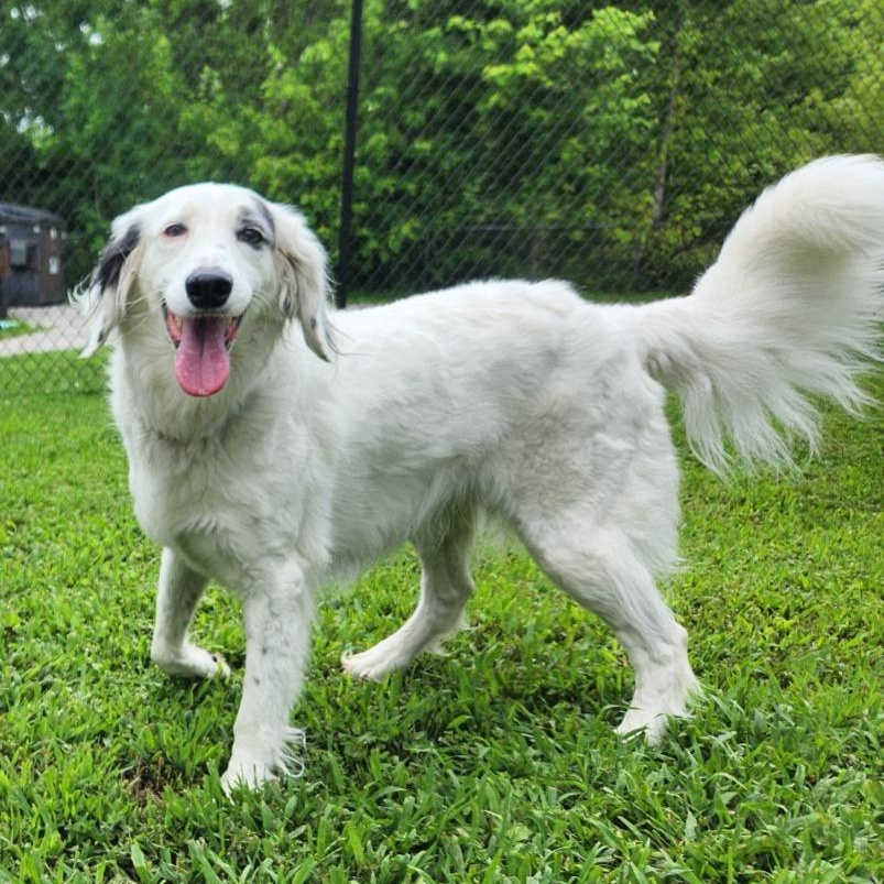 Princess, ADOPTABLE, Adult Female English Setter & Poodle.