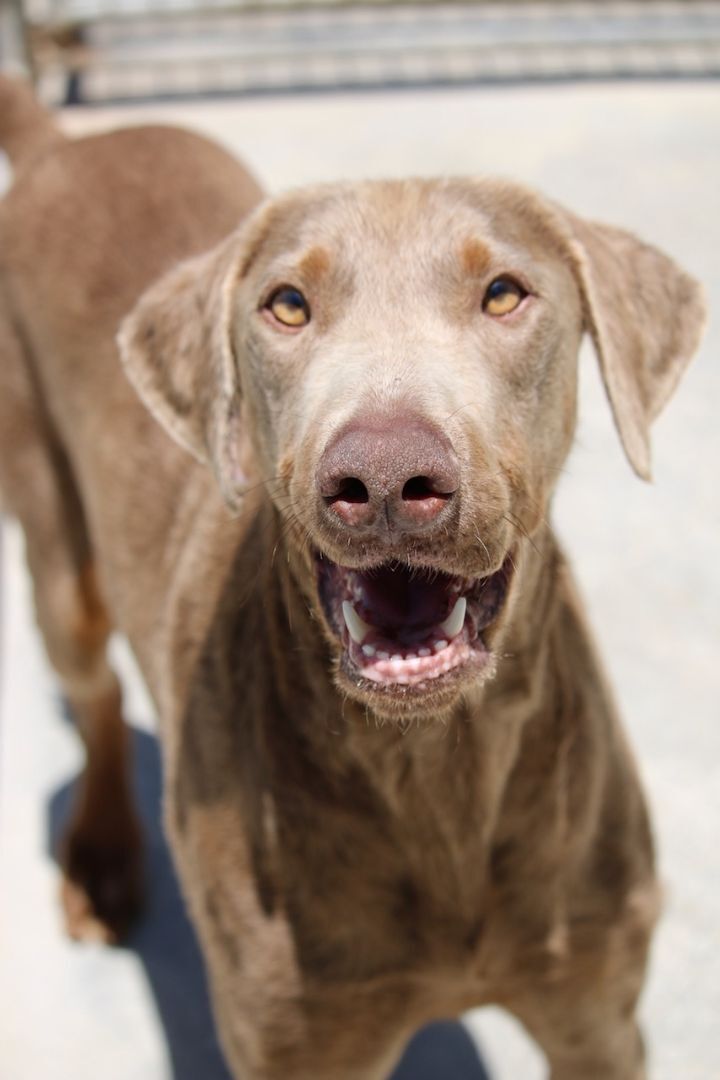 Enlarge Surfer, a Adoptable Doberman Pinscher in Fillmore, CA image 1/8