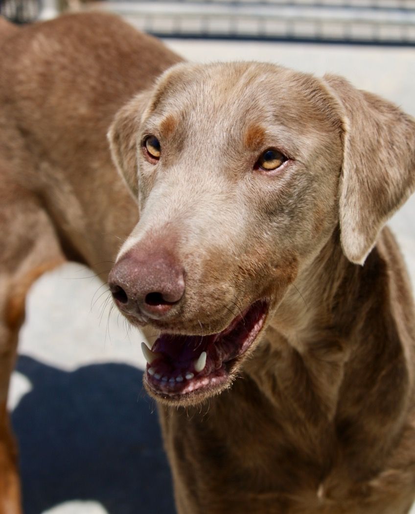 Enlarge Surfer, a Adoptable Doberman Pinscher in Fillmore, CA image 2/8