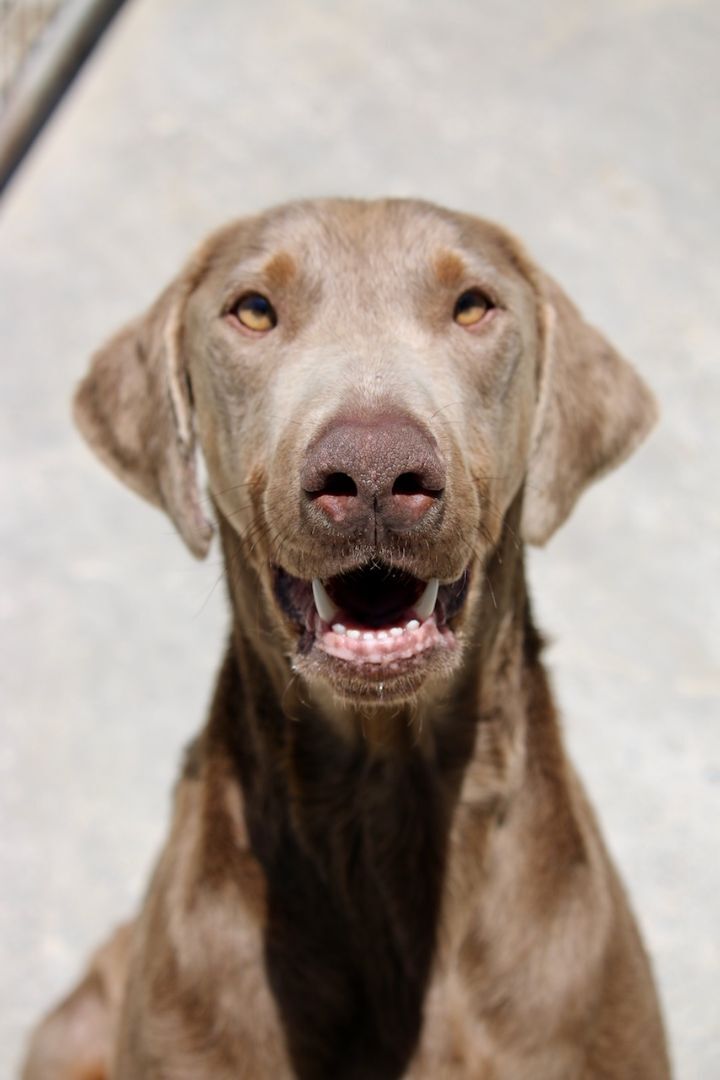Enlarge Surfer, a Adoptable Doberman Pinscher in Fillmore, CA image 3/8