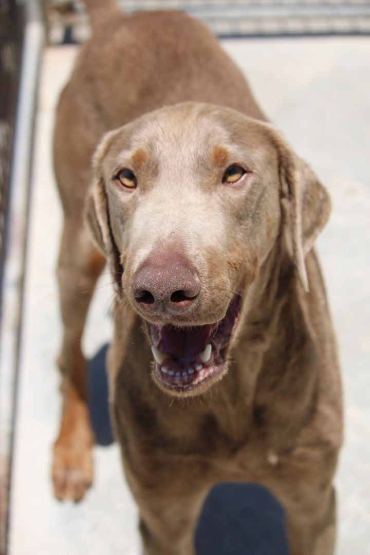 Enlarge Surfer, a Adoptable Doberman Pinscher in Fillmore, CA image 4/8