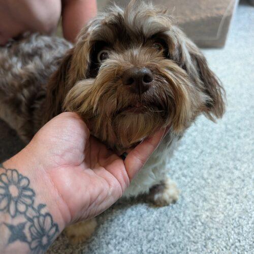 Gypsy, Adoptable, Young Female Havanese.