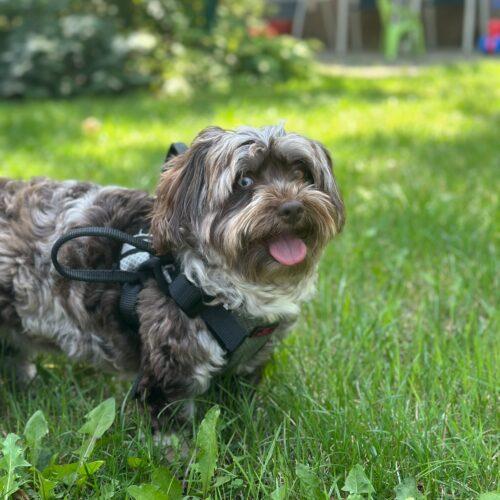 Gypsy, a Adoptable Havanese in Vienna, ON image 2/6