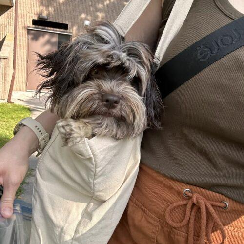 Gypsy (Gigi), a Adoptable Havanese in Vienna, ON image 2/5