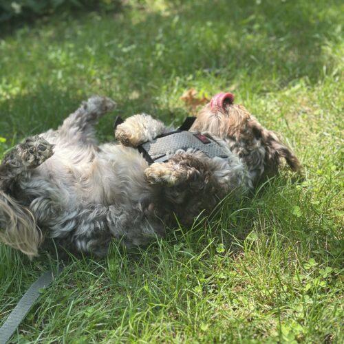 Gypsy, a Adoptable Havanese in Vienna, ON image 3/6