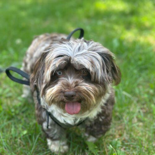 Gypsy, a Adoptable Havanese in Vienna, ON image 4/6