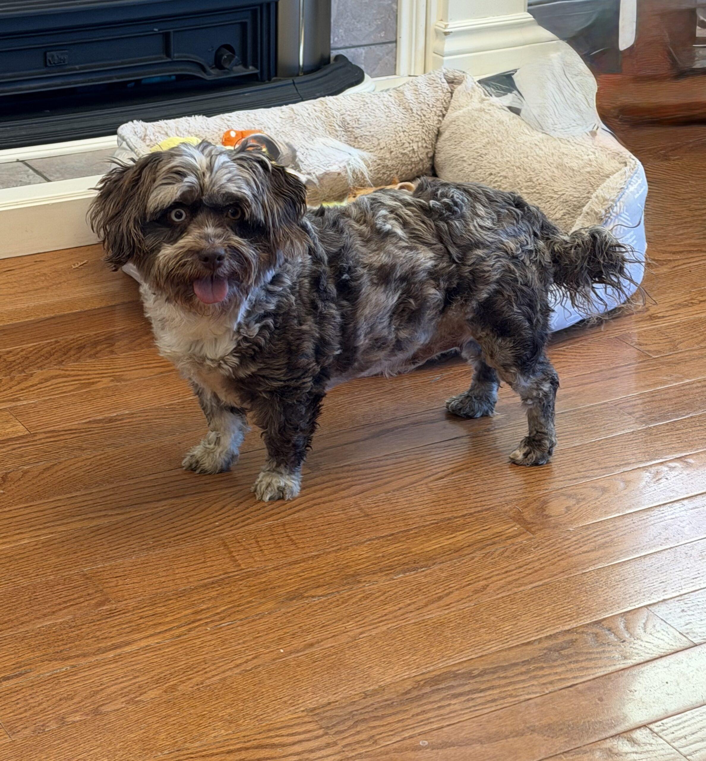 Gypsy, a Adoptable Havanese in Vienna, ON image 5/6