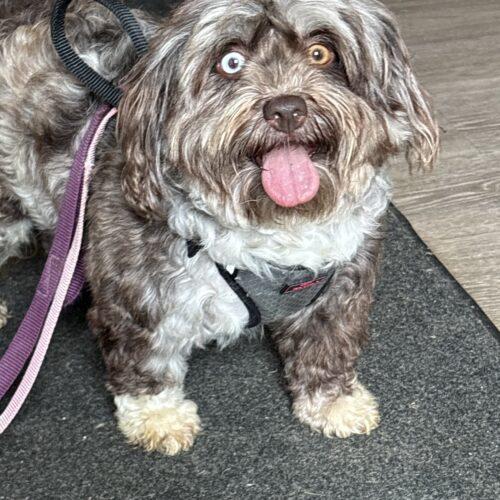 Gypsy, a Adoptable Havanese in Vienna, ON image 6/6