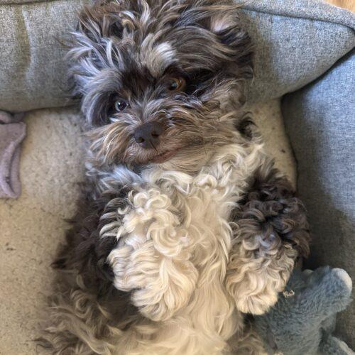 Gypsy (Gigi), a Adoptable Havanese in Vienna, ON image 5/5