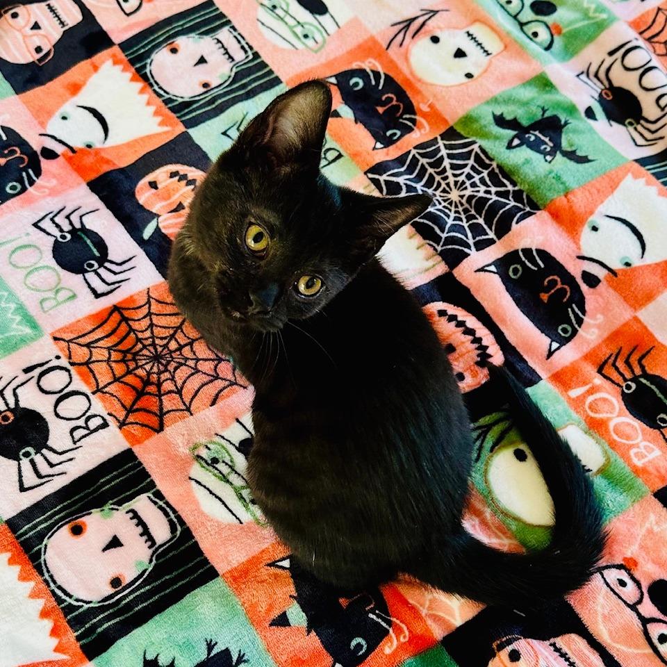 Girly, a Adoptable mixed breed in La Grange, KY image 2/2