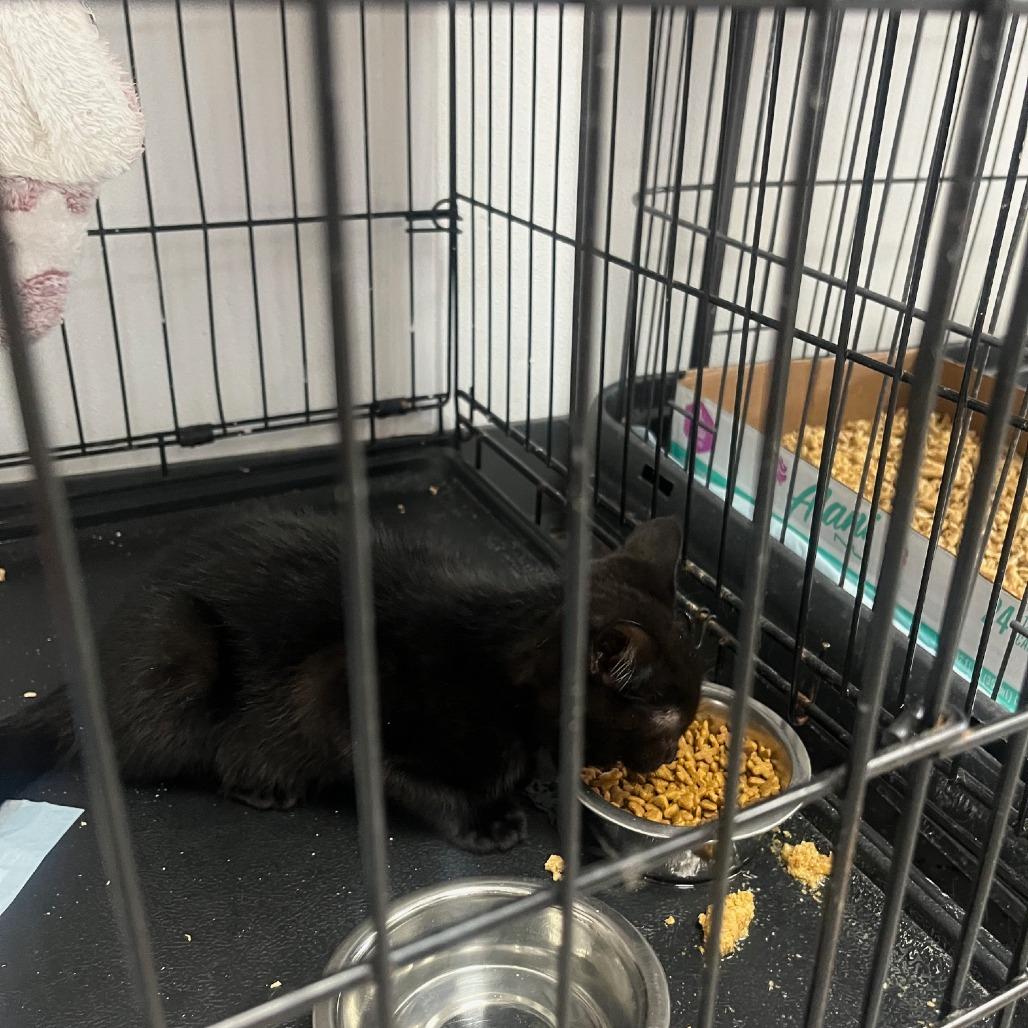 Girly, Adoptable, Young Female Domestic Short Hair & Domestic Short Hair.