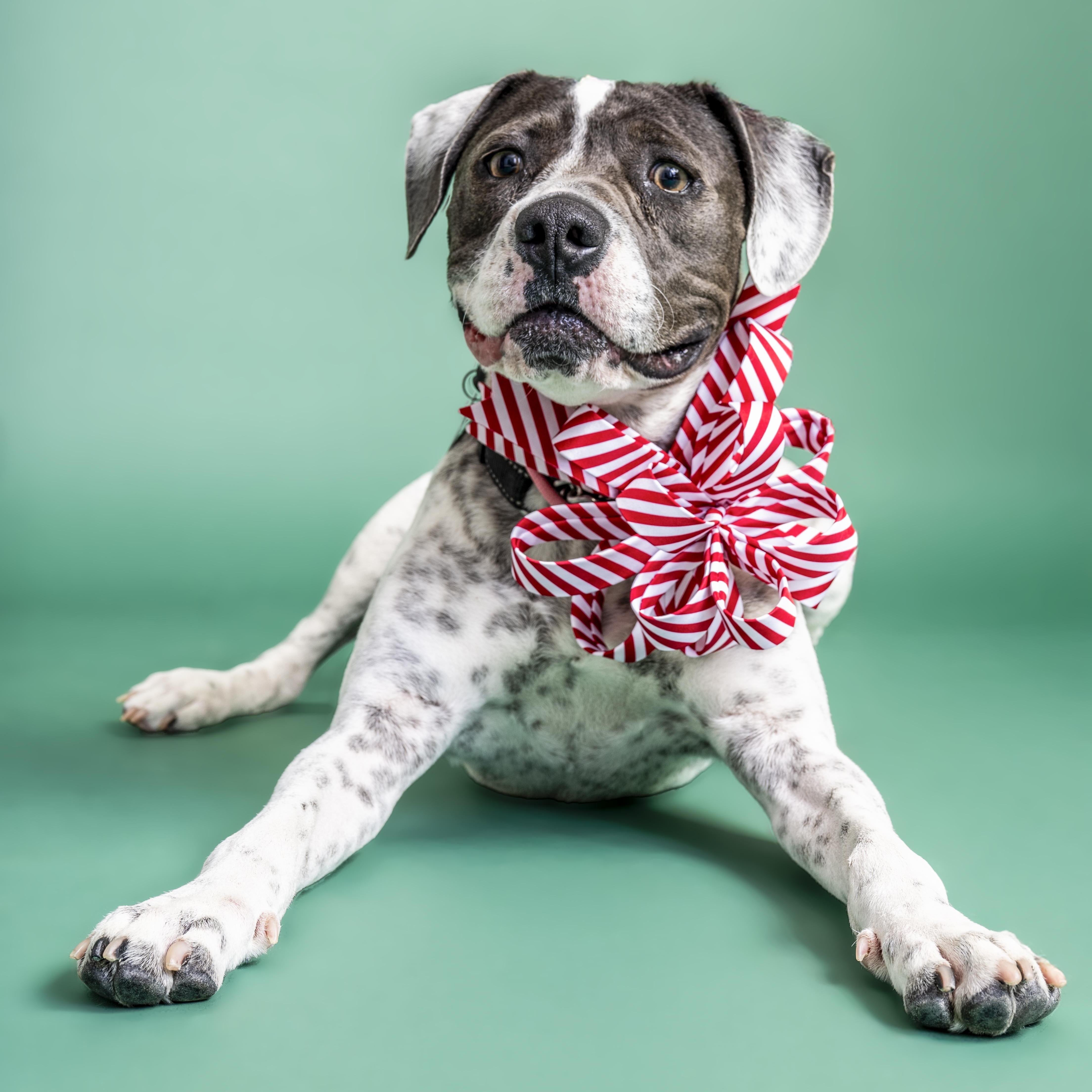 Saint, a ADOPTABLE mixed breed in Scottsdale, AZ image 1/4
