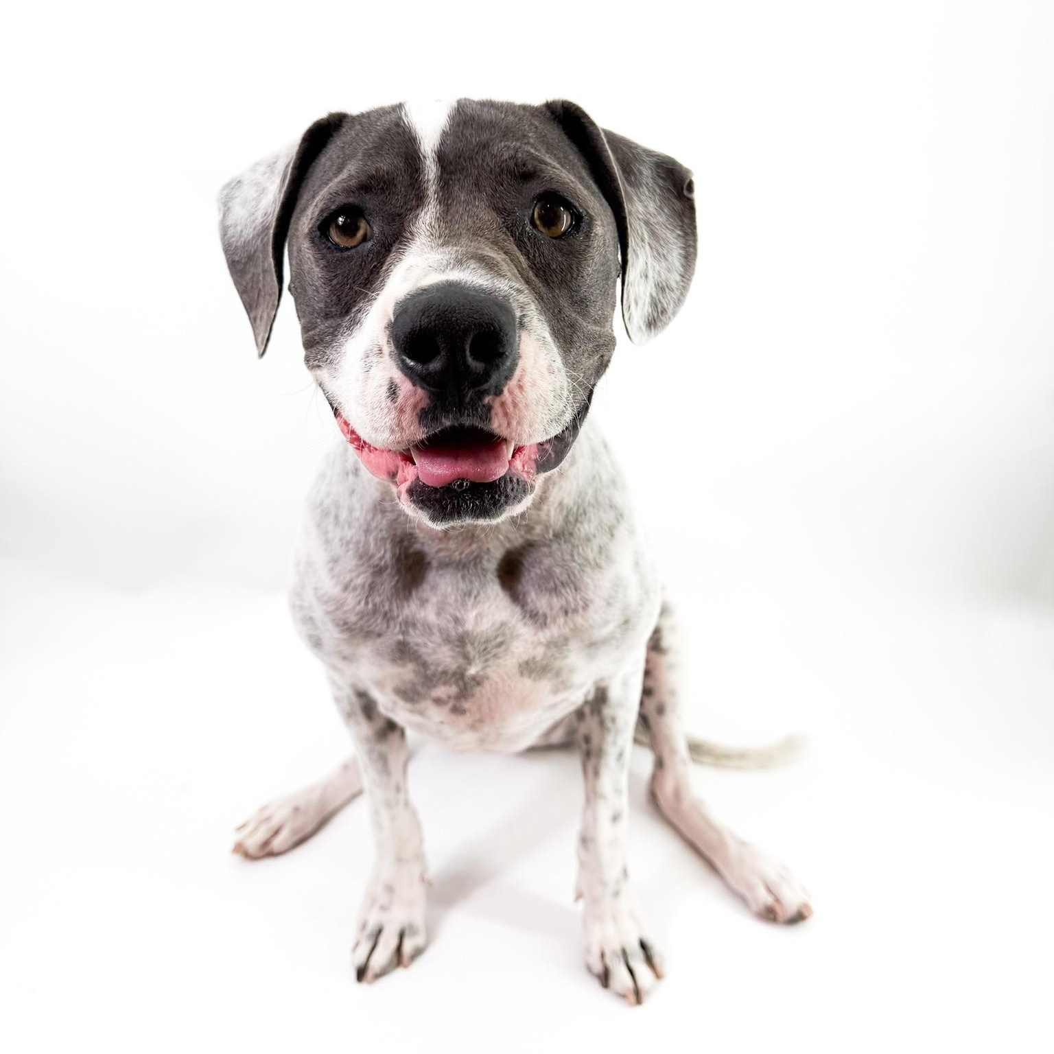 Saint, a ADOPTABLE mixed breed in Scottsdale, AZ image 2/4