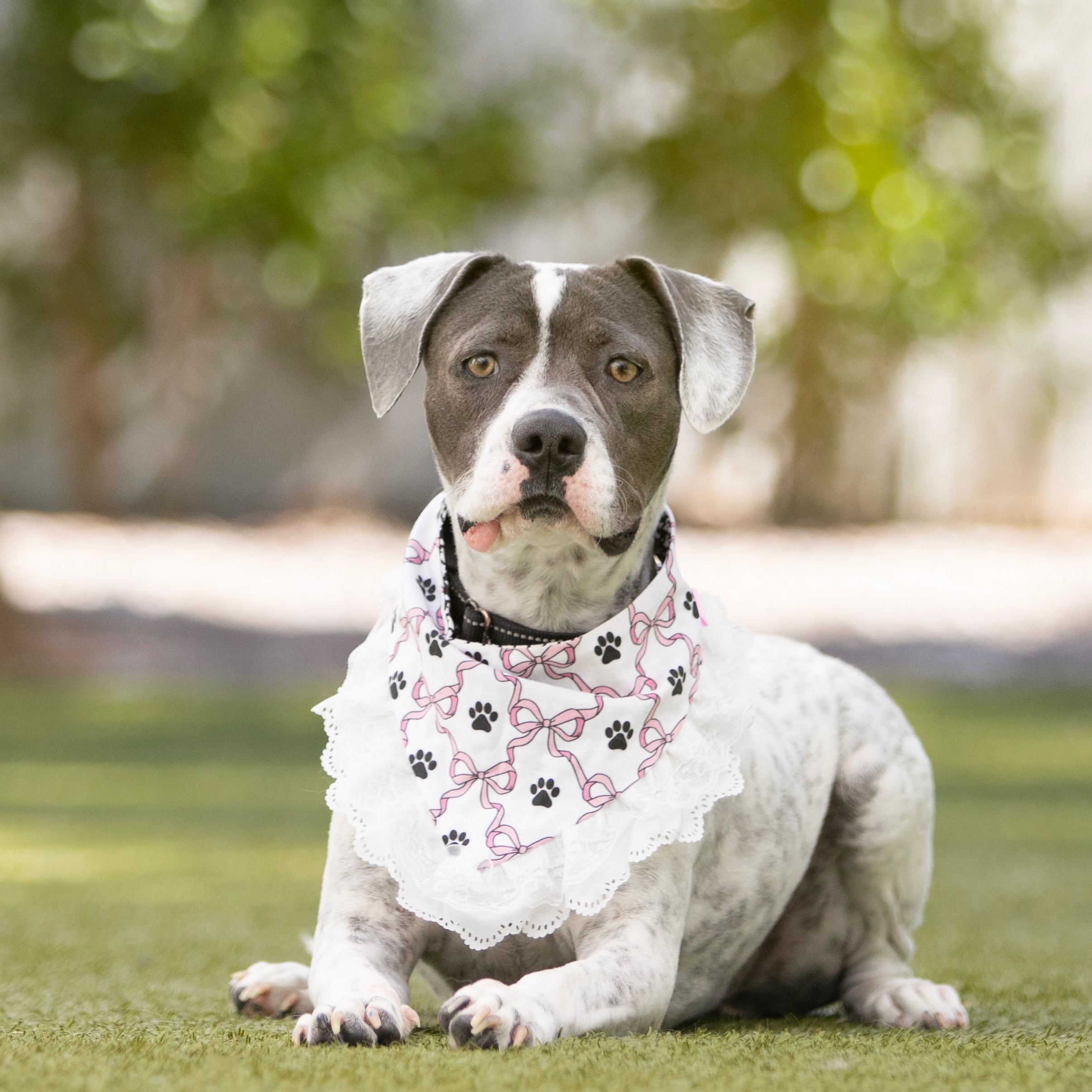 Saint, a ADOPTABLE mixed breed in Scottsdale, AZ image 3/4