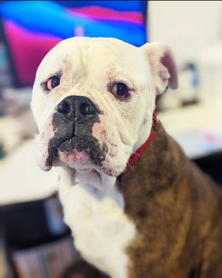 Citrus, a Adoptable mixed breed in Detroit, MI image 1/10