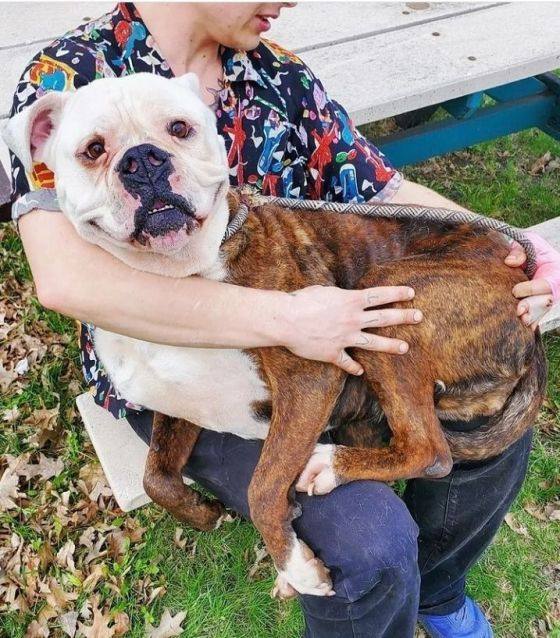 Citrus, a Adoptable mixed breed in Detroit, MI image 4/10