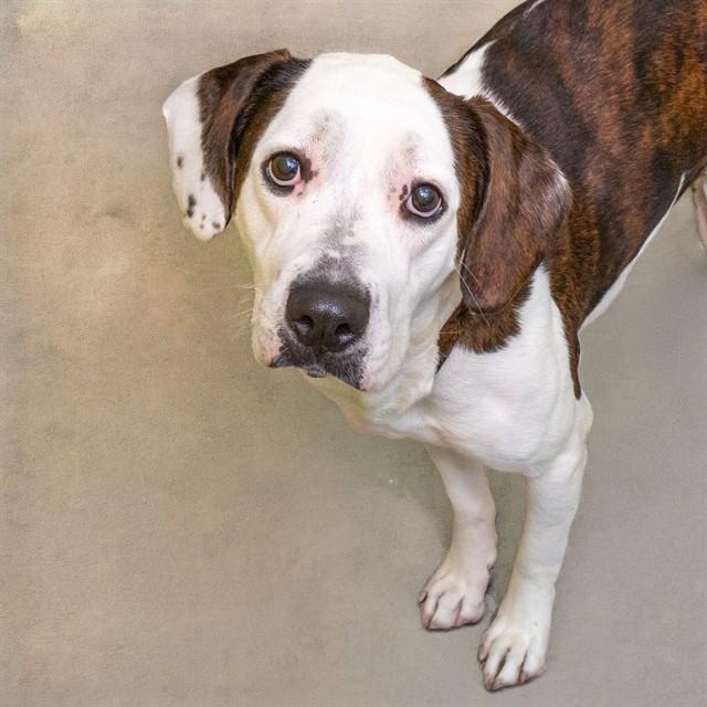 Plott Hounds for Adoption in Florissant, Missouri | Petfinder