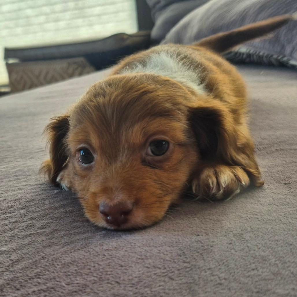 Nina, Adoptable, Puppy Female Dachshund.