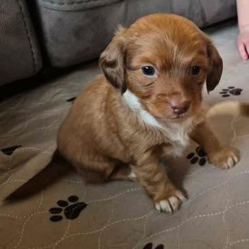 Enlarge Nina, a Adoptable Dachshund in West Richland, WA image 2/6