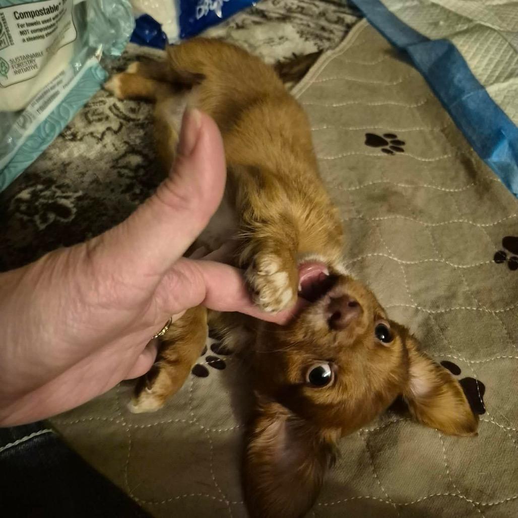 Enlarge Nina, a Adoptable Dachshund in West Richland, WA image 3/6