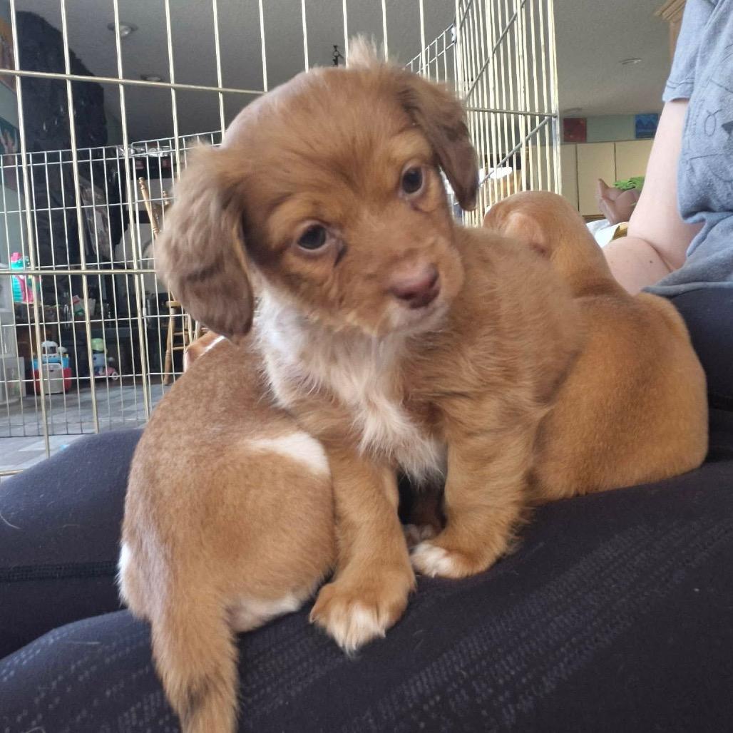 Enlarge Nina, a Adoptable Dachshund in West Richland, WA image 4/6