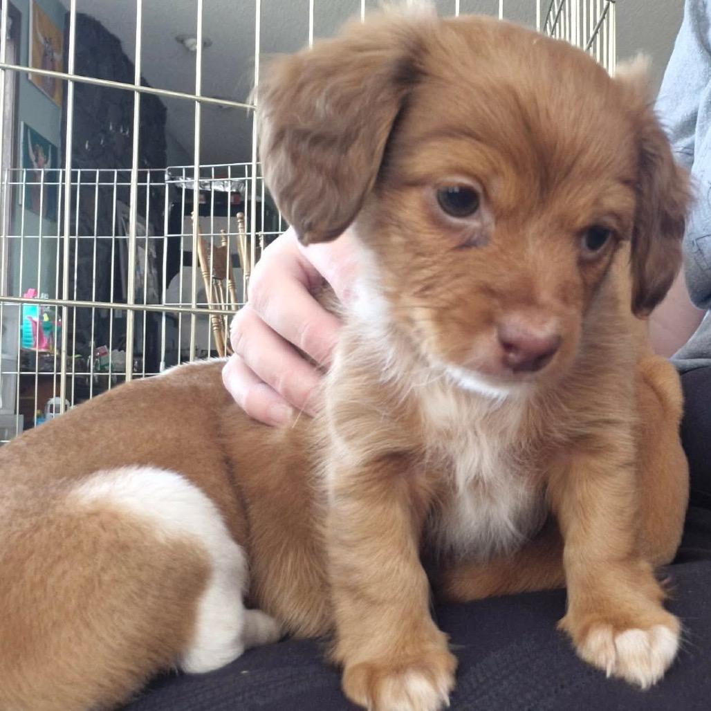 Enlarge Nina, a Adoptable Dachshund in West Richland, WA image 5/6