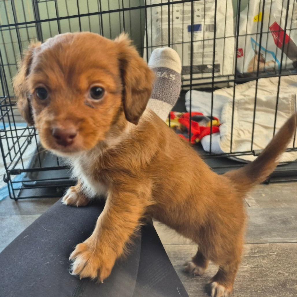 Enlarge Nina, a Adoptable Dachshund in West Richland, WA image 6/6