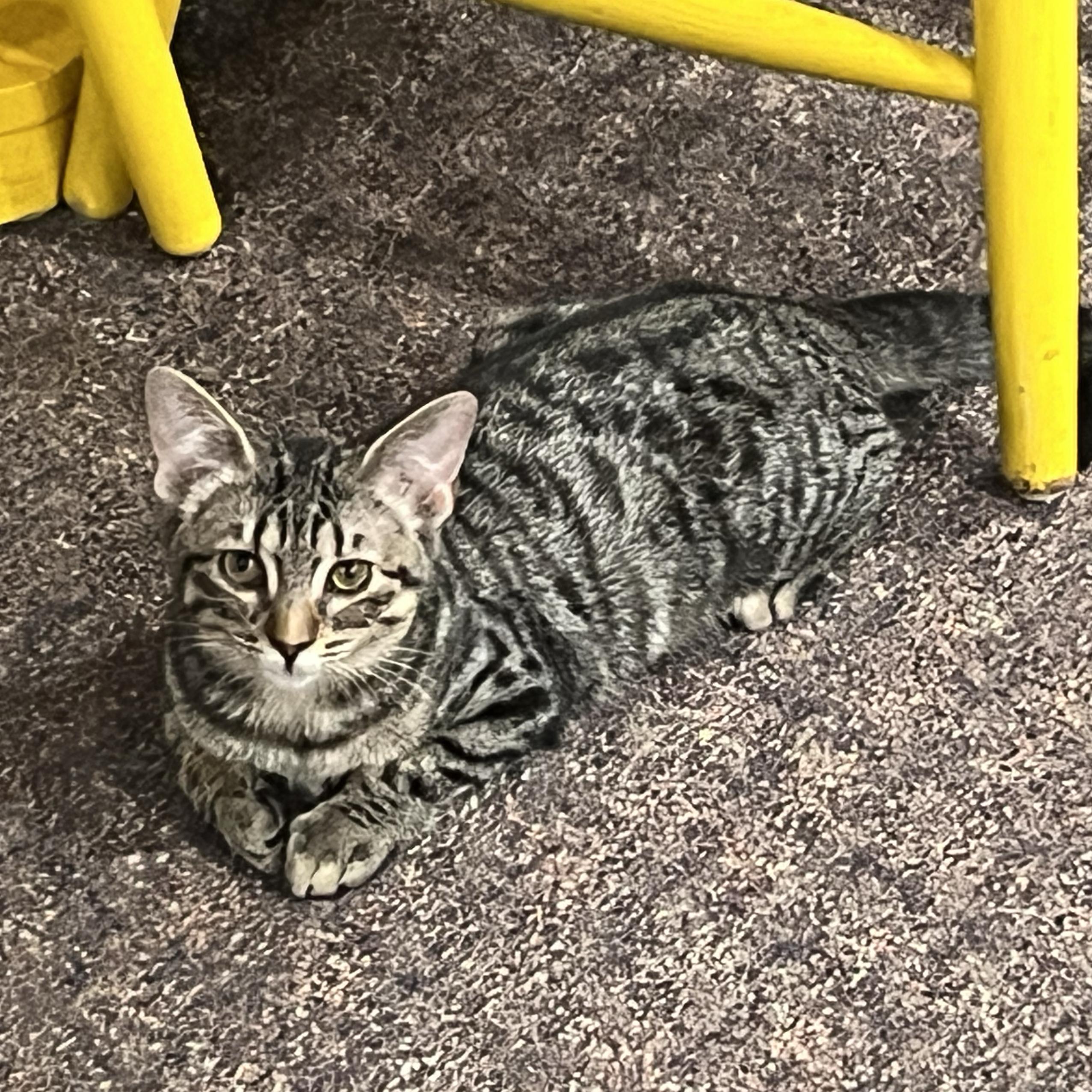 Ava, Adoptable, Young Female Tabby & Domestic Short Hair.