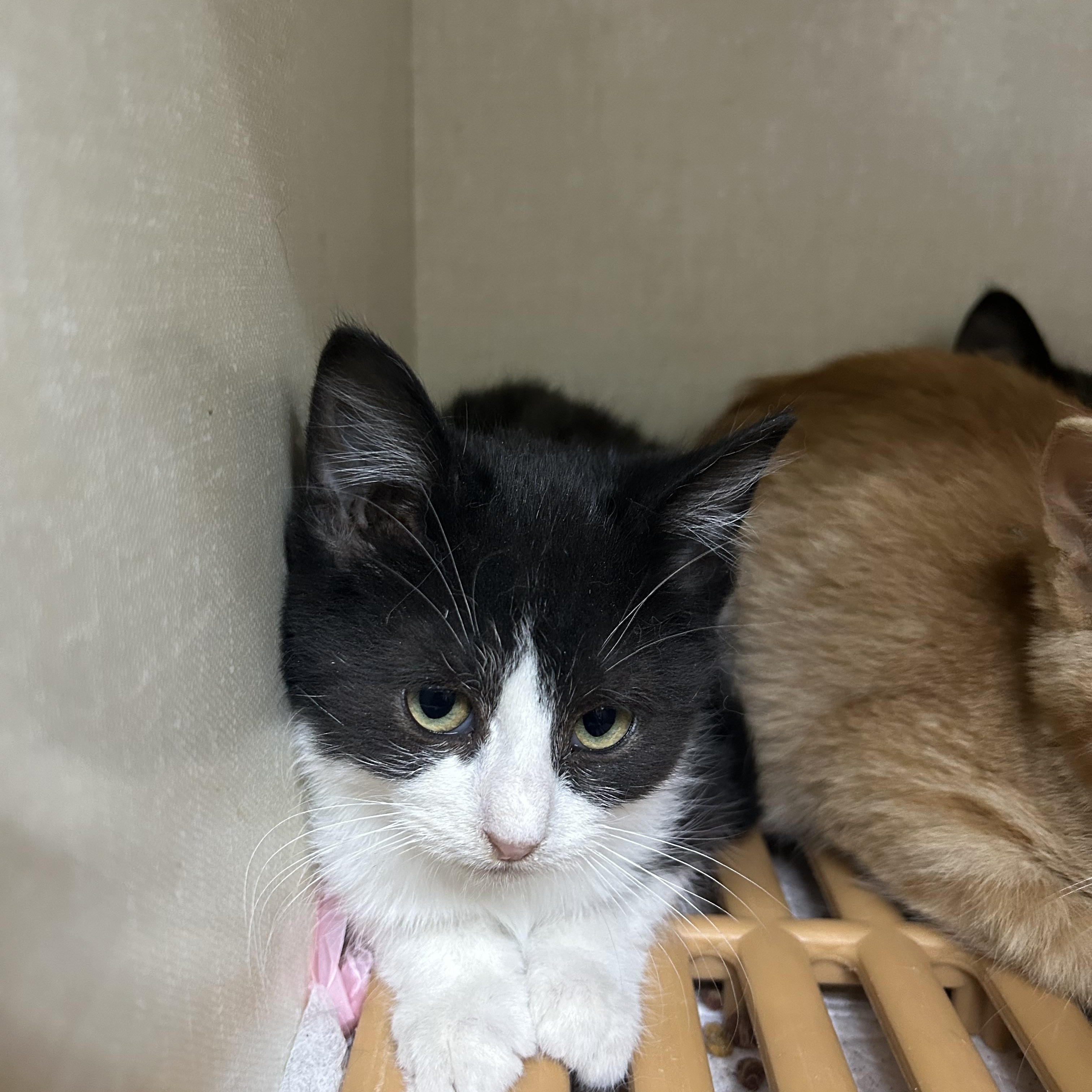 Ian, Adoptable, Young Male Domestic Short Hair.