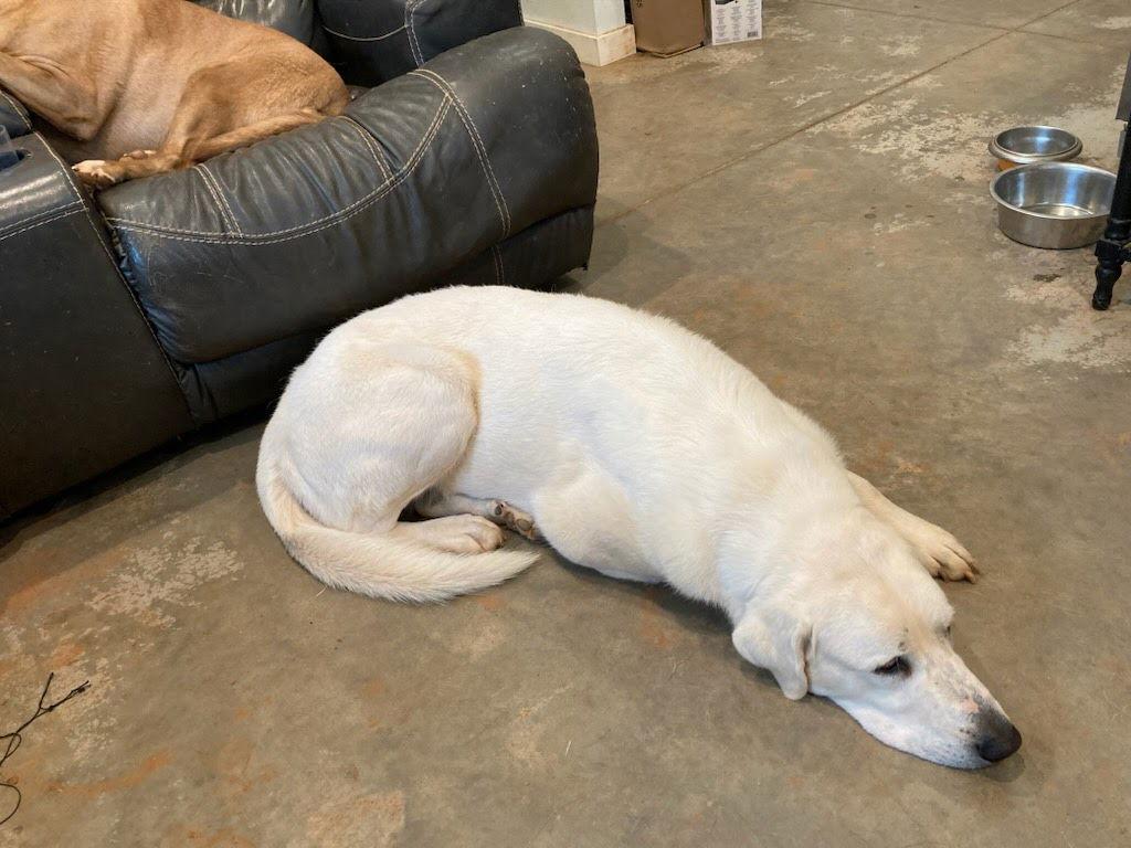 Ghost, Adoptable, Young Female Great Pyrenees & Anatolian Shepherd.