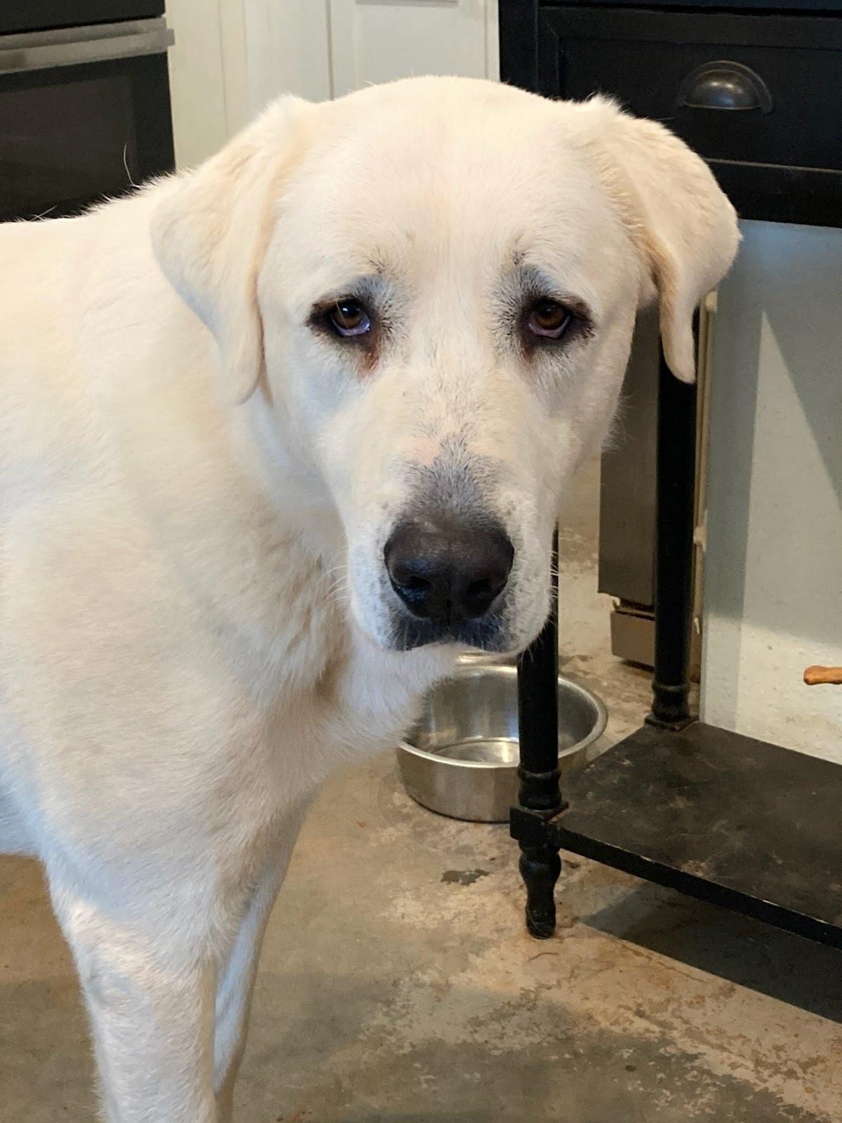 Ghost, a Adoptable mixed breed in Winter Park, CO image 2/2