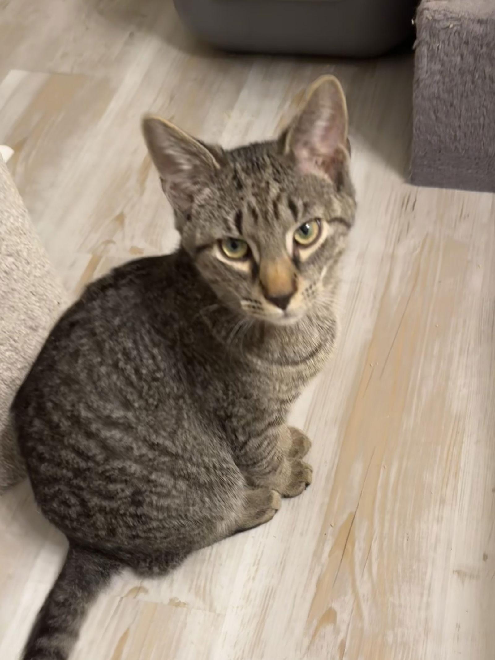 Enlarge Thomas (foster cat), a Adoptable Domestic Short Hair in Gettysburg, PA image 1/2