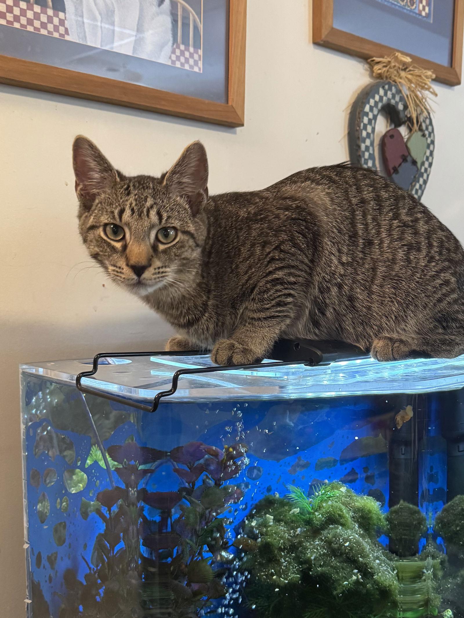 Enlarge Thomas (foster cat), a Adoptable Domestic Short Hair in Gettysburg, PA image 2/2