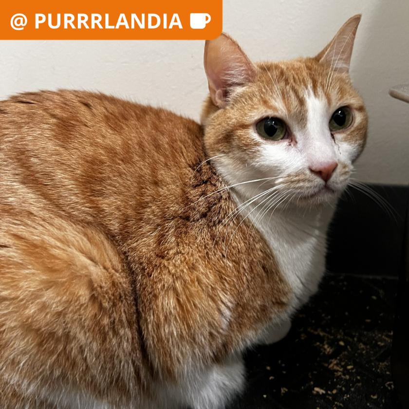 Enlarge Shirley, a Adoptable Domestic Short Hair in Los Angeles, CA image 1/1