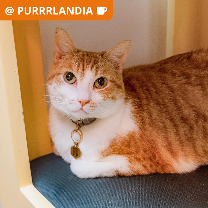 Shirley, Adoptable, Adult Female Domestic Short Hair.