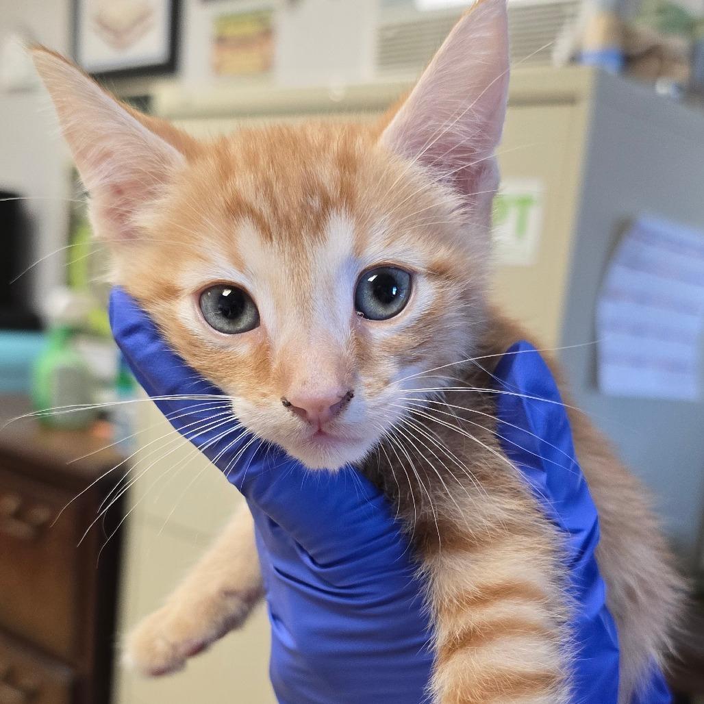 Apollo, Adoptable, Kitten Male Domestic Short Hair.