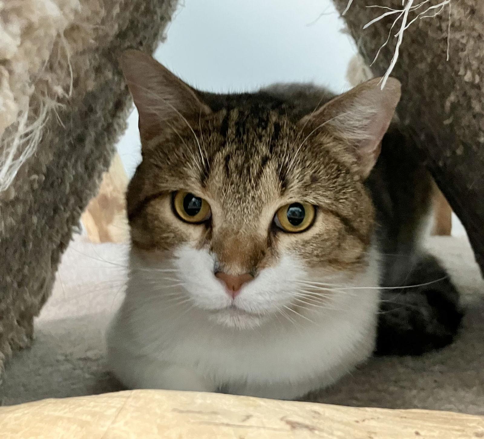 Kris Kringle — thumbnail 3