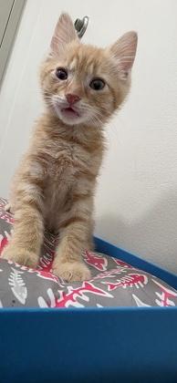 Ren, Adoptable, Adult Male Domestic Short Hair & Domestic Short Hair.