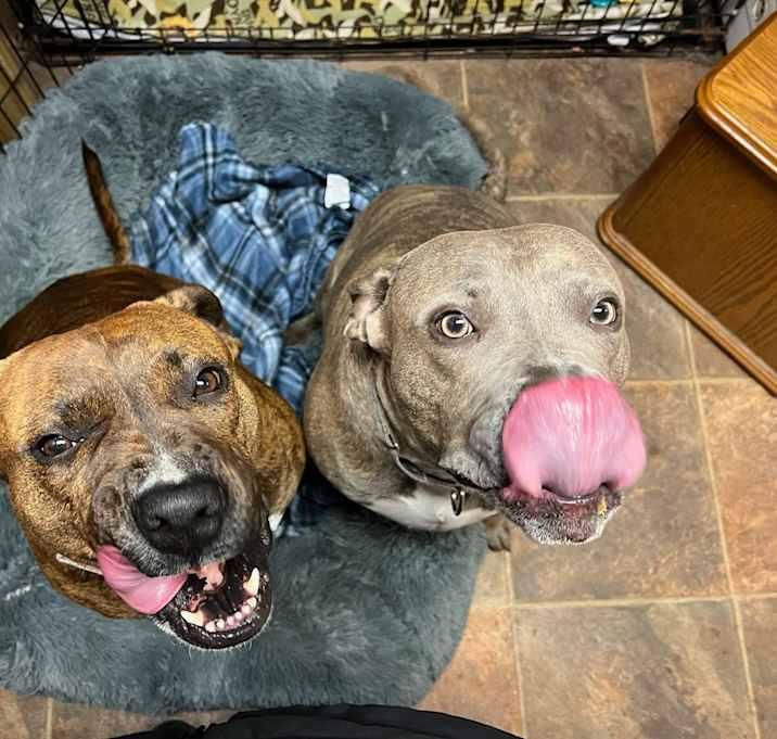 Enlarge Rowdy, a Adoptable mixed breed in Brookshire, TX image 3/6