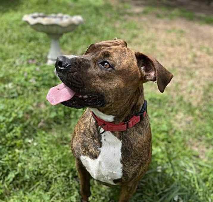 Enlarge Rowdy, a Adoptable mixed breed in Brookshire, TX image 4/6