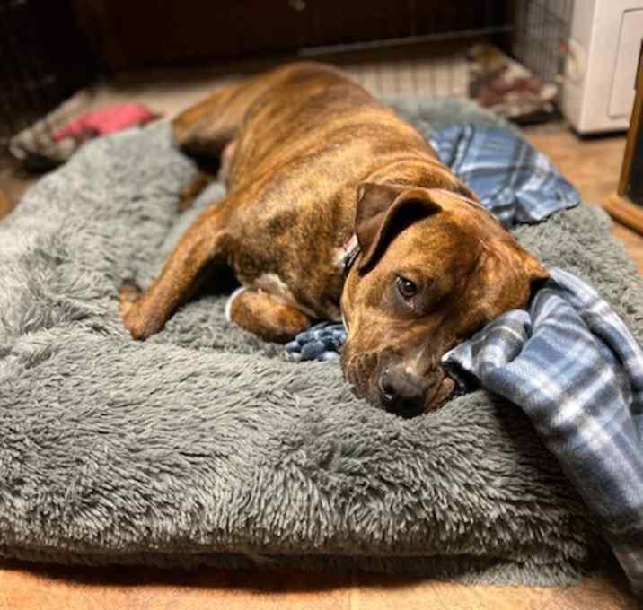 Enlarge Rowdy, a Adoptable mixed breed in Brookshire, TX image 6/6