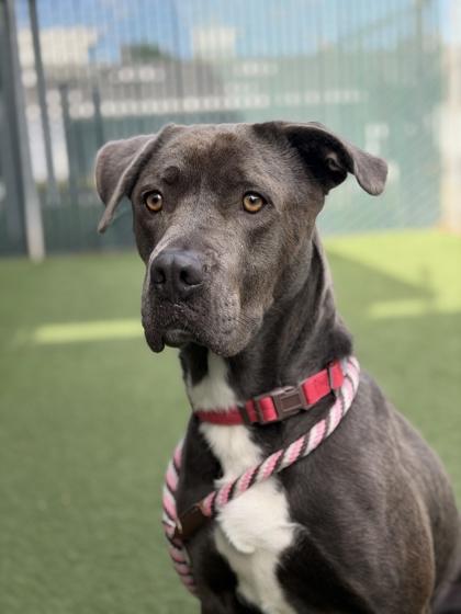 Enlarge Bug, a ADOPTABLE mixed breed in Sacramento, CA image 3/3