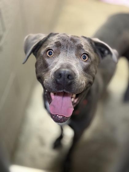 Enlarge Bug, a ADOPTABLE mixed breed in Sacramento, CA image 2/3