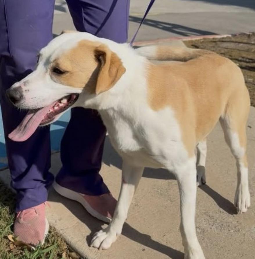 Buster — thumbnail 3