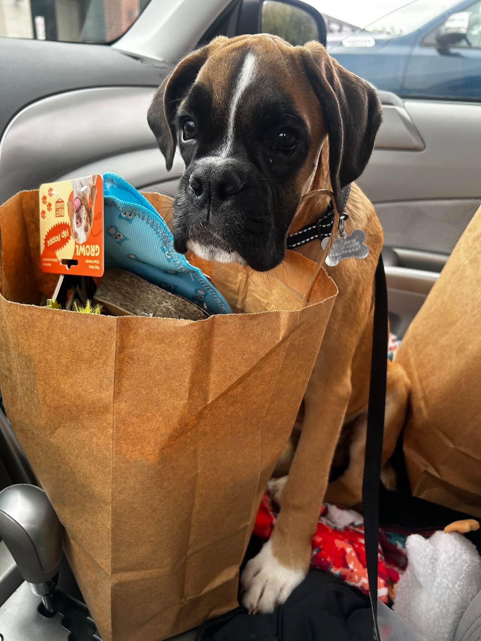 Enlarge Little Big Foot *Special Needs*, a Adoptable Boxer in Woodbury, MN image 1/3