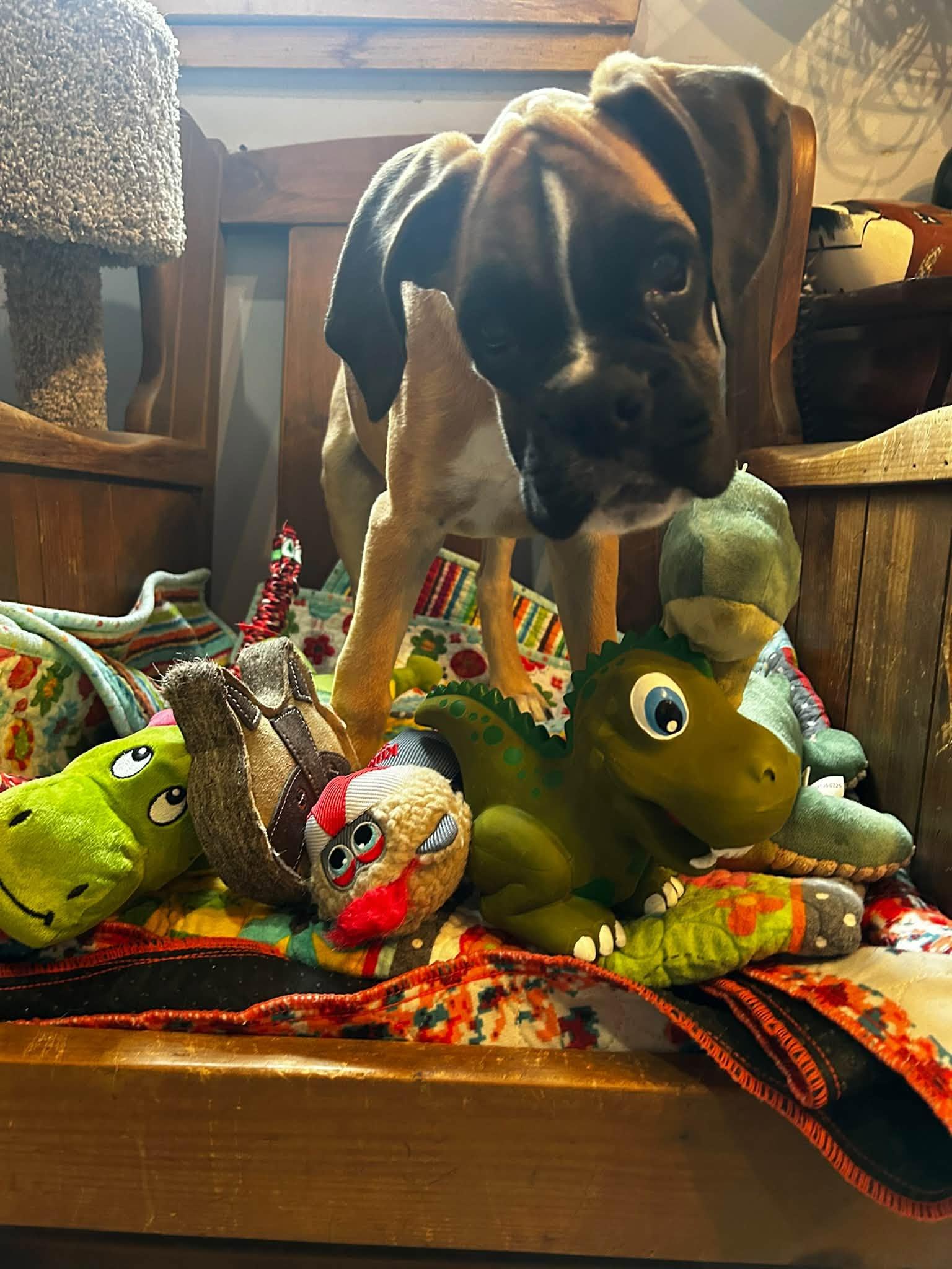 Enlarge Little Big Foot *Special Needs*, a Adoptable Boxer in Woodbury, MN image 2/3