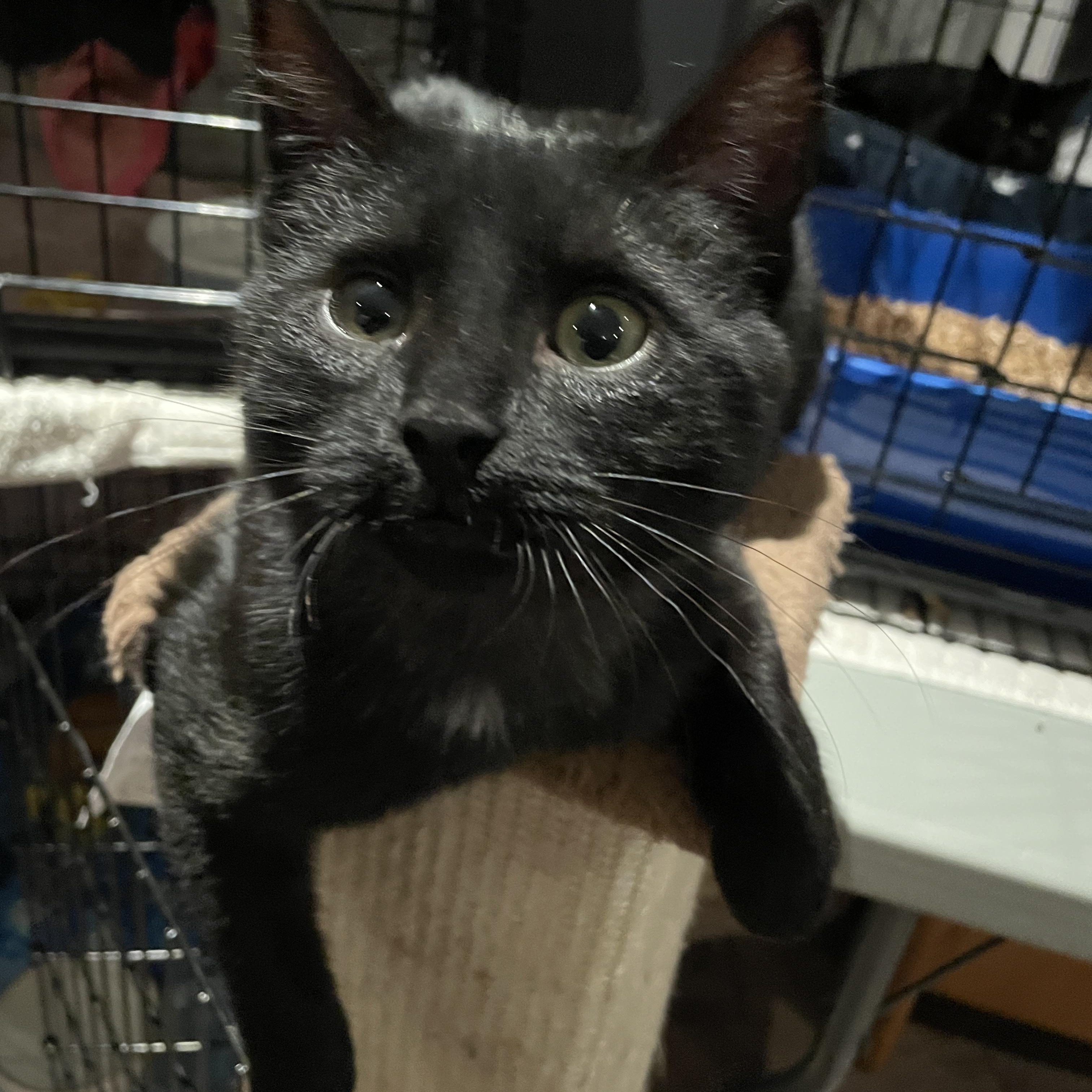 Enlarge Levi, a Adopted Domestic Short Hair in Salt Spring Island, BC image 1/4