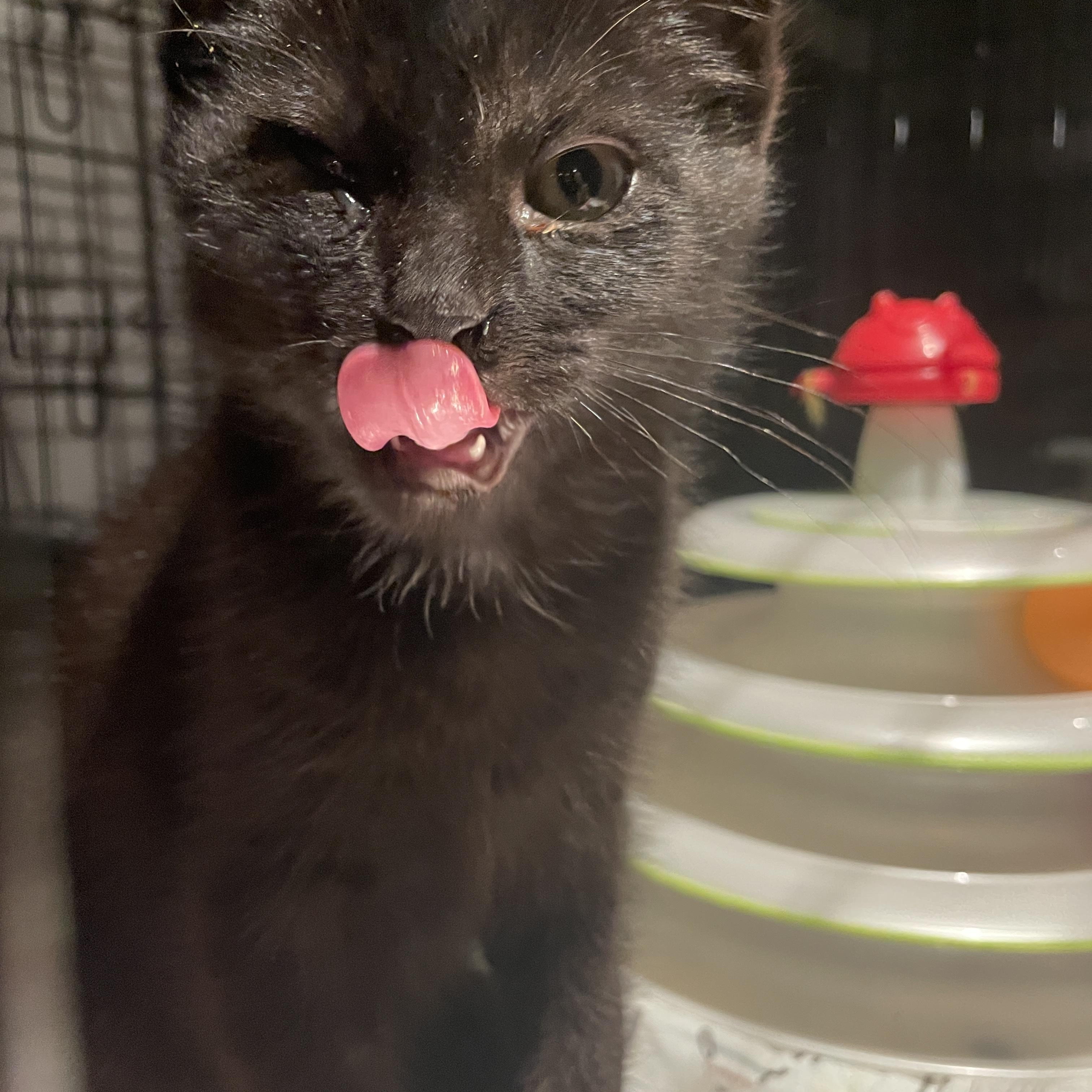 Enlarge Levi, a Adopted Domestic Short Hair in Salt Spring Island, BC image 2/4