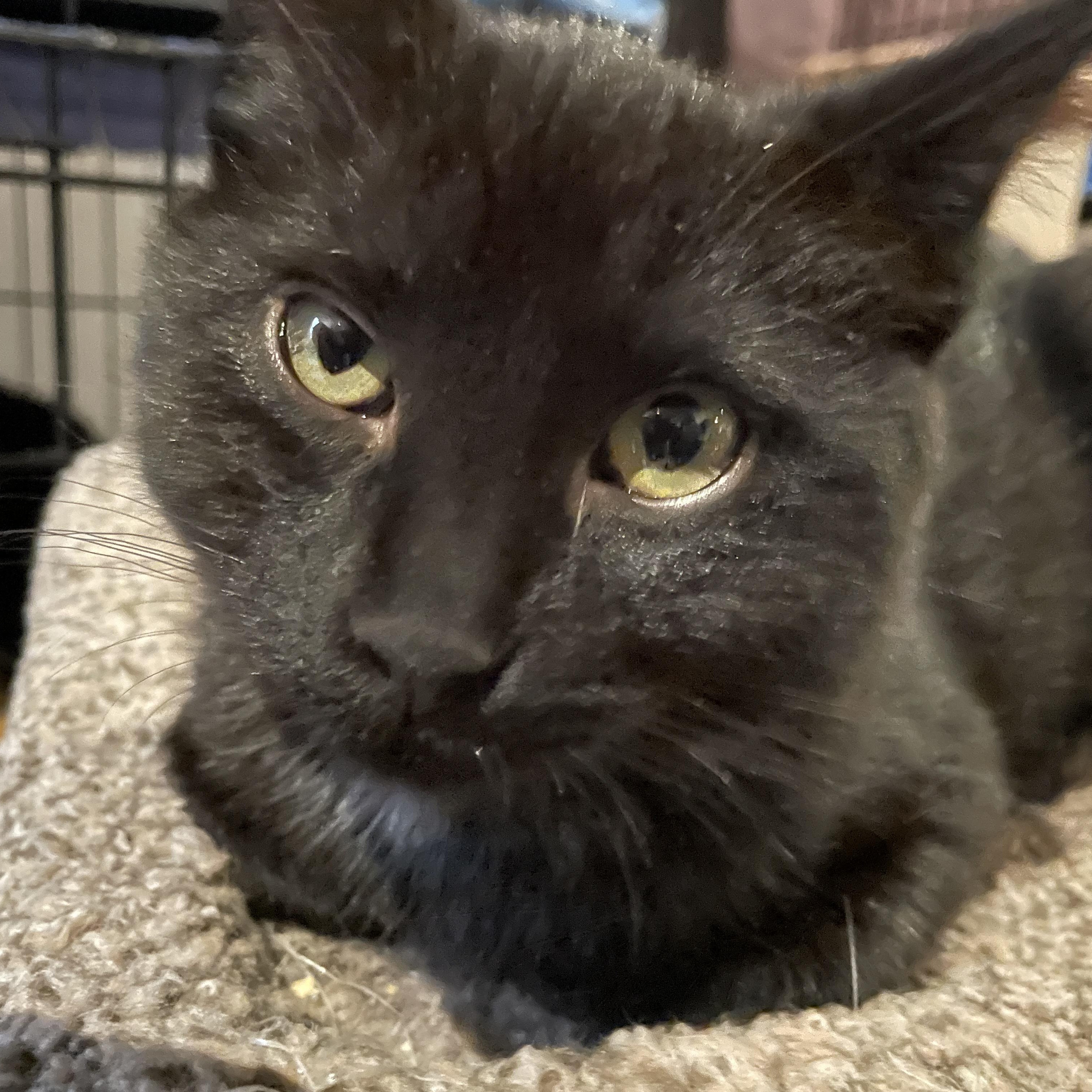 Enlarge Levi, a Adopted Domestic Short Hair in Salt Spring Island, BC image 3/4